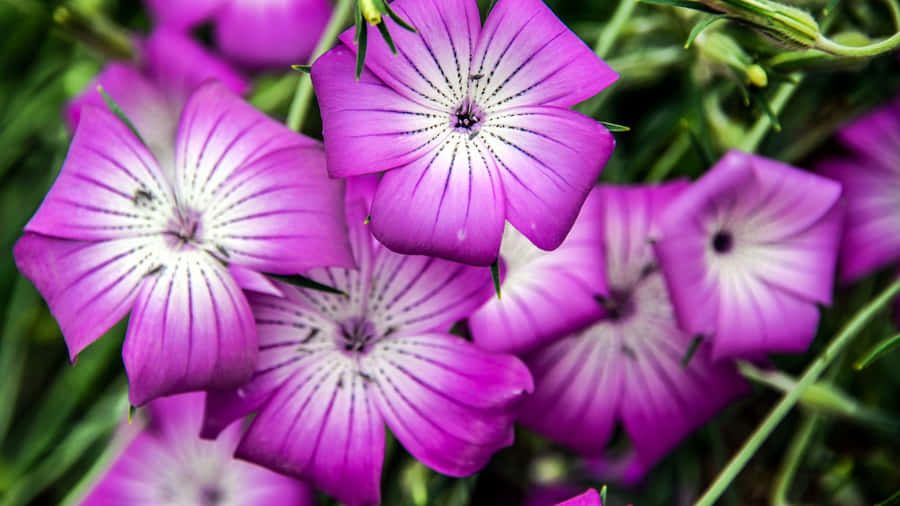 Purple Floral Close Up Wallpaper