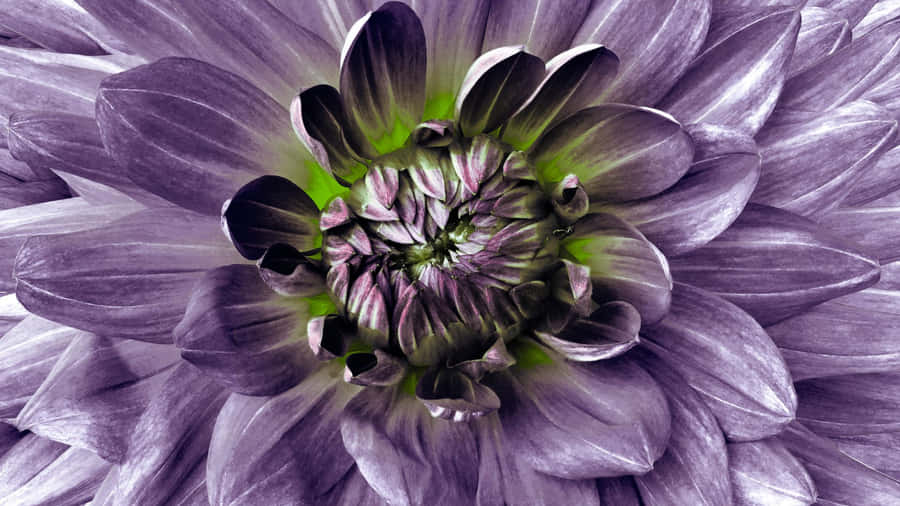 Purple Floral Close Up Wallpaper