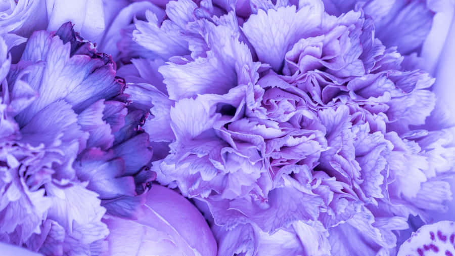 Purple Floral Close Up Wallpaper