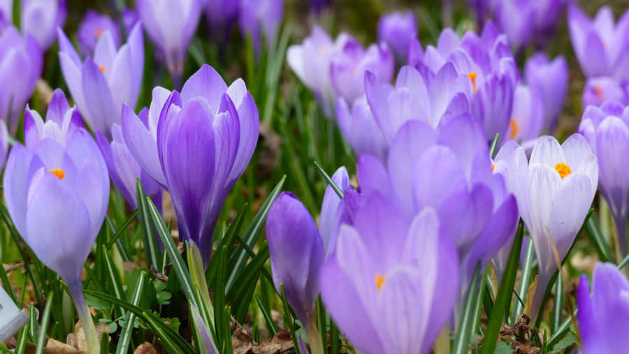 Purple Floral Crocus Blooms Wallpaper