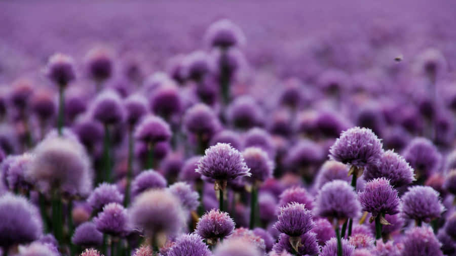 Purple Floral Field Wallpaper