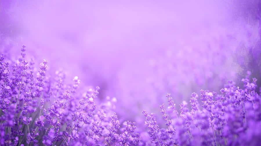 Purple Floral Field Wallpaper