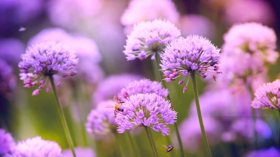 Purple Floral Garden Beauty Wallpaper