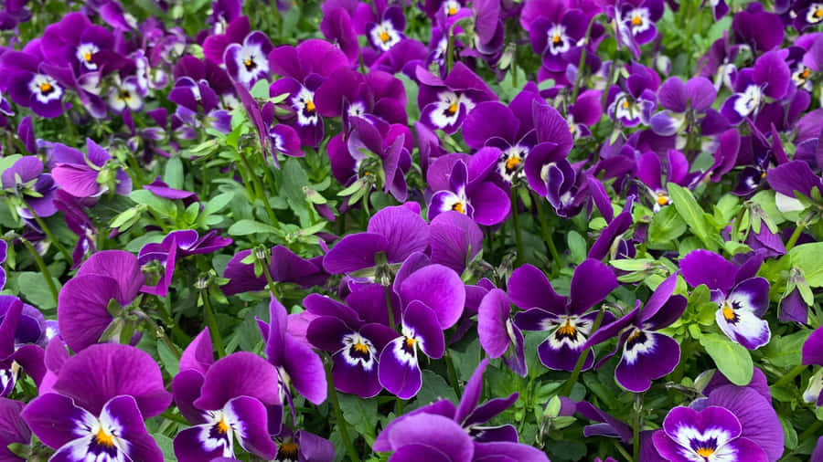 Purple Floral Garden Wallpaper