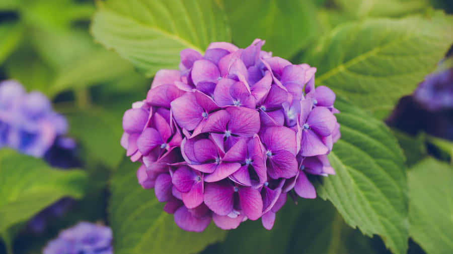 Purple Floral Hydrangea Bloom Wallpaper