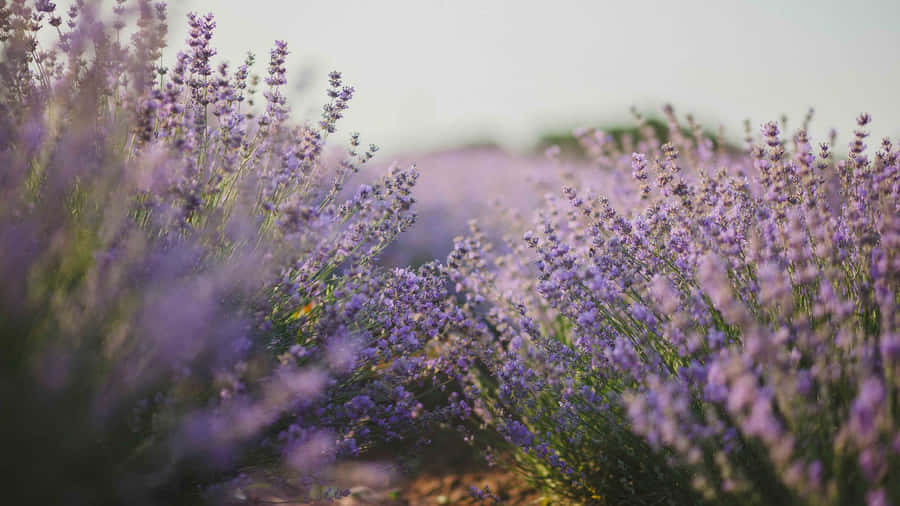 Purple Floral Lavender Field Wallpaper