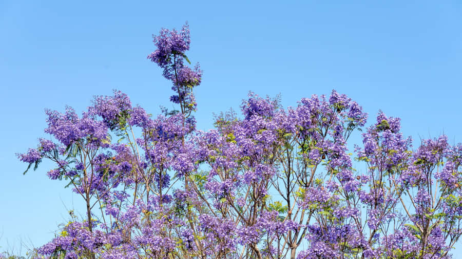 Purple Floral Tree Blossoms Wallpaper