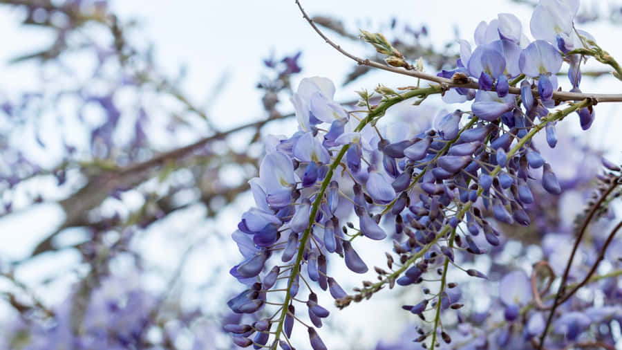 Purple Floral Wisteria Blooms Wallpaper