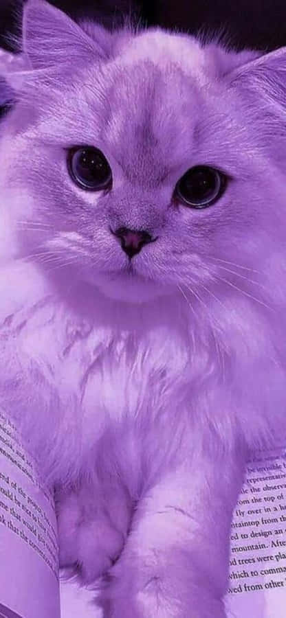 Purple Hued Fluffy Cat.jpg Wallpaper
