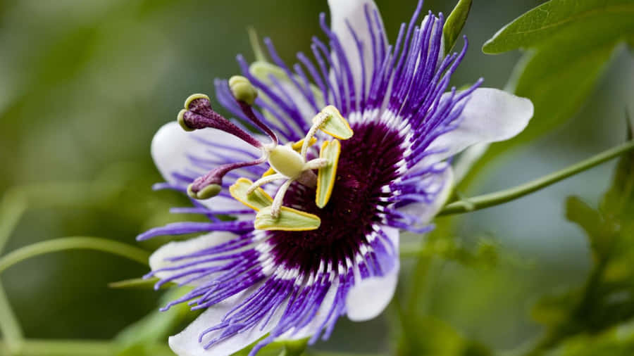 Purple Passion Flower Closeup Wallpaper