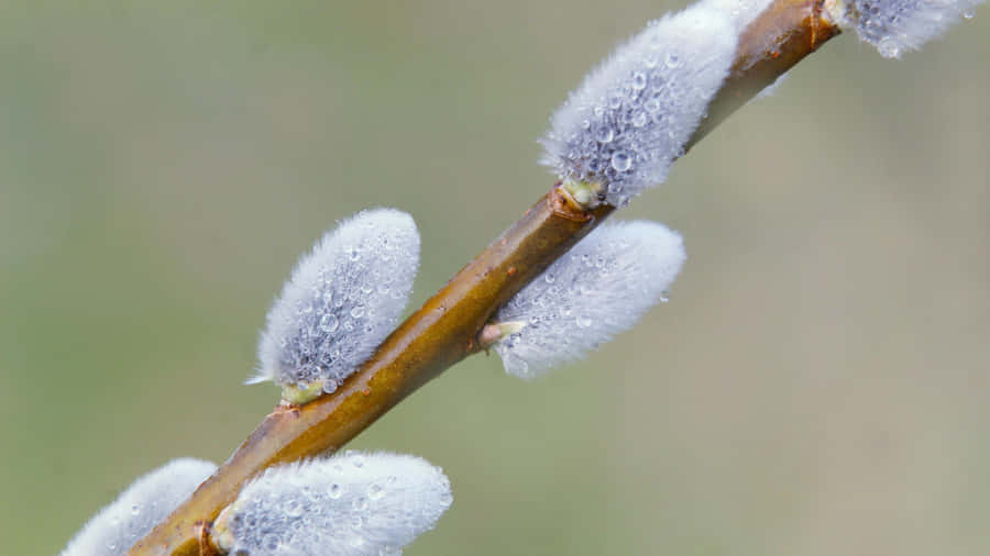 Pussy Willow Branch Closeup Wallpaper