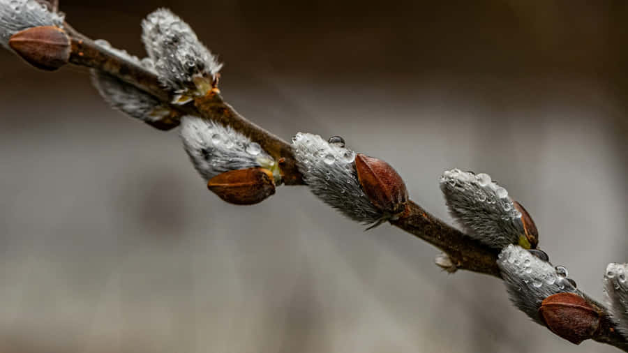 Pussy Willow Branch Closeup Wallpaper