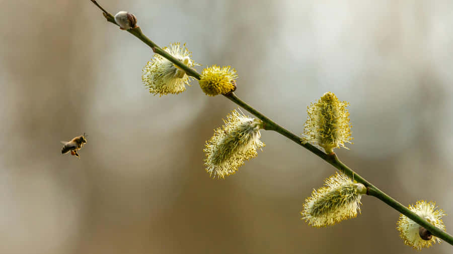 Pussy Willow Branch With Bee Wallpaper