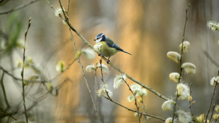Pussy Willow Branch With Bird Wallpaper