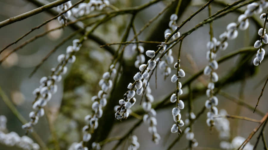 Pussy Willow Branches Wallpaper