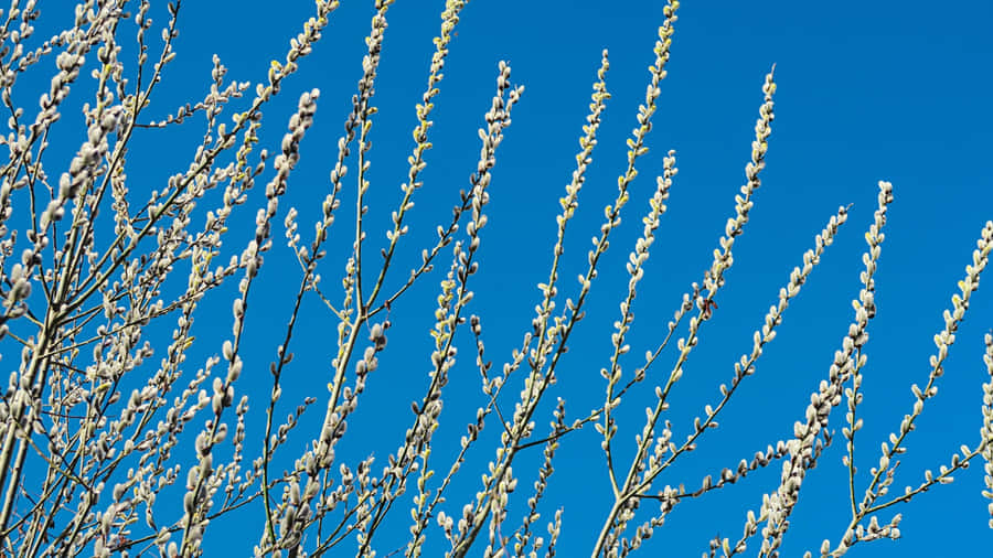Pussy Willow Branches Blooming Wallpaper