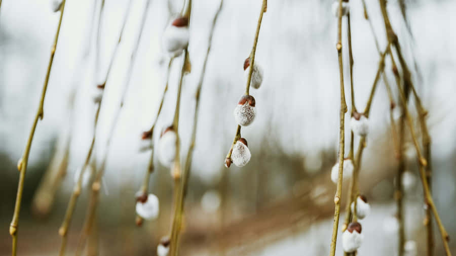 Pussy Willow Branches Closeup Wallpaper