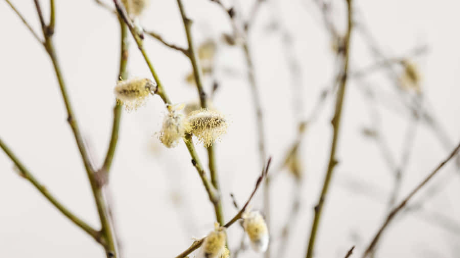 Pussy Willow Branches Wallpaper