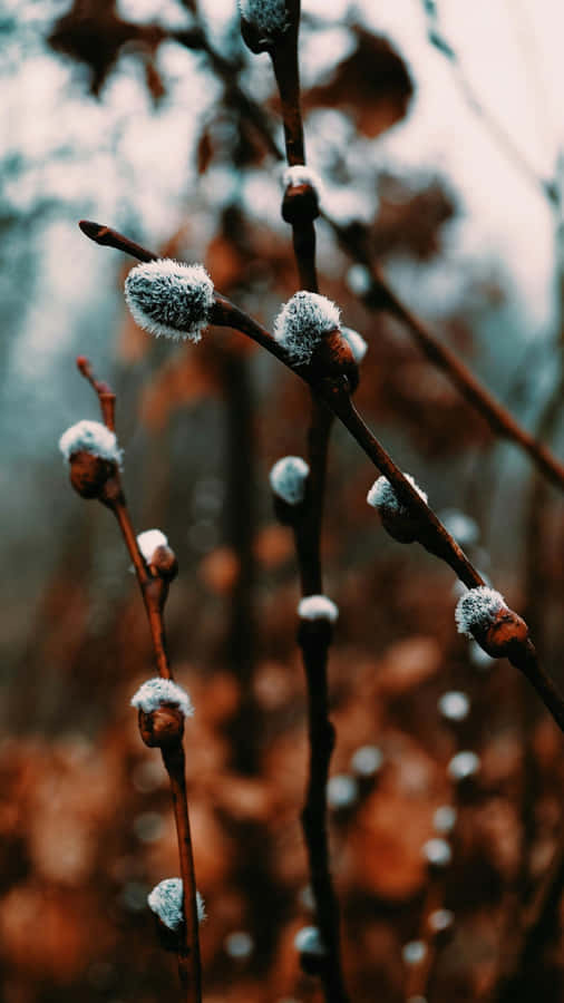 Pussy Willow Branches Wallpaper