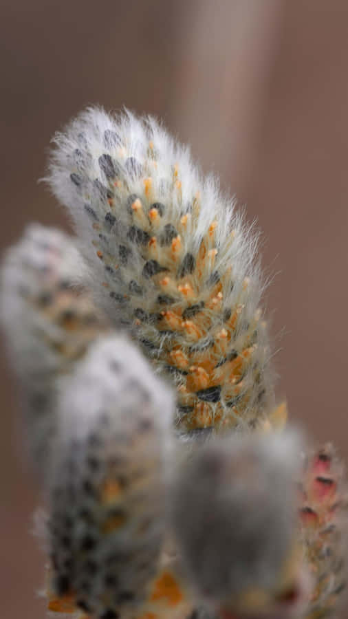 Pussy Willow Catkins Close Up Wallpaper