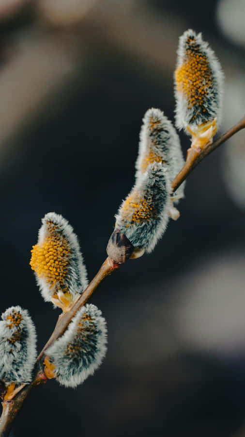 Pussy Willow Catkins Closeup Wallpaper