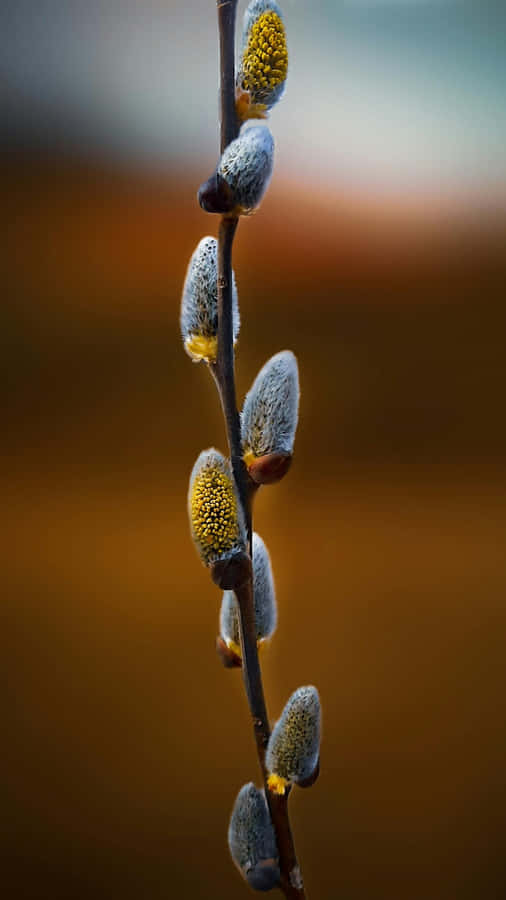Pussy Willow Catkins Closeup Wallpaper