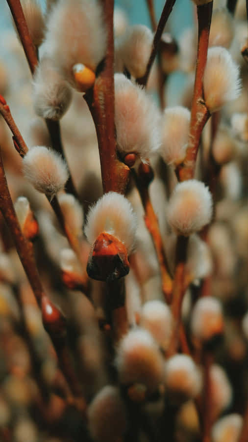 Pussy Willow Close Up Wallpaper