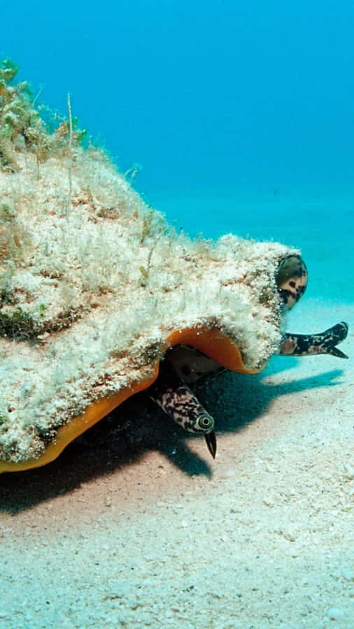 Queen Conch Underwater Sighting Wallpaper