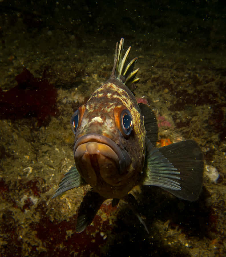 Quillback Rockfish Underwater Wallpaper