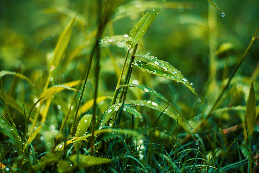 Rain Drenched Greenery H D Desktop Wallpaper Wallpaper