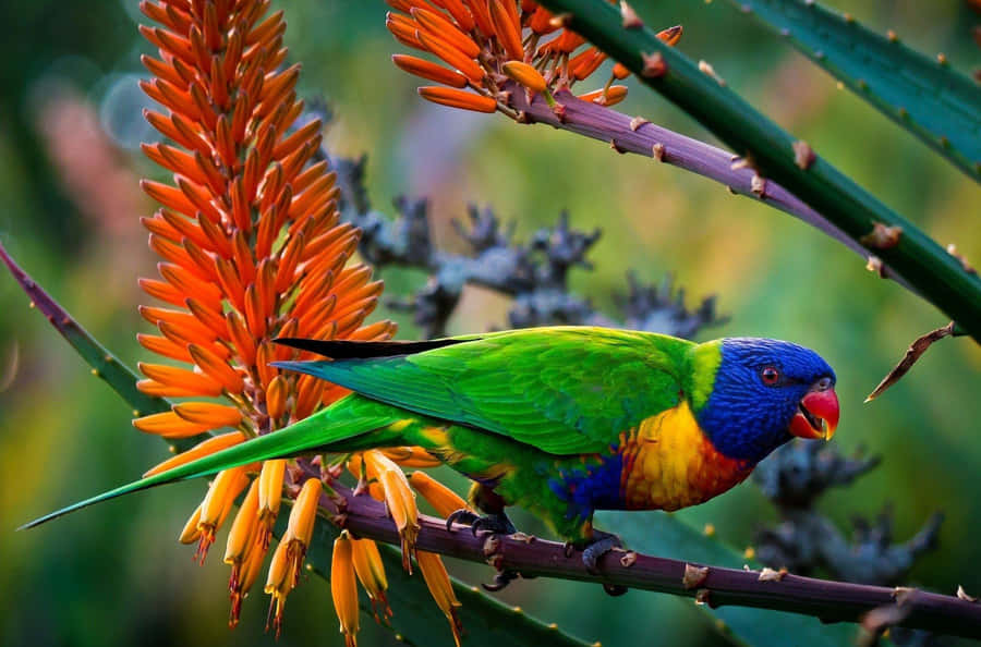 Rainbow_ Lorikeet_ Feeding_ On_ Flowers.jpg Wallpaper