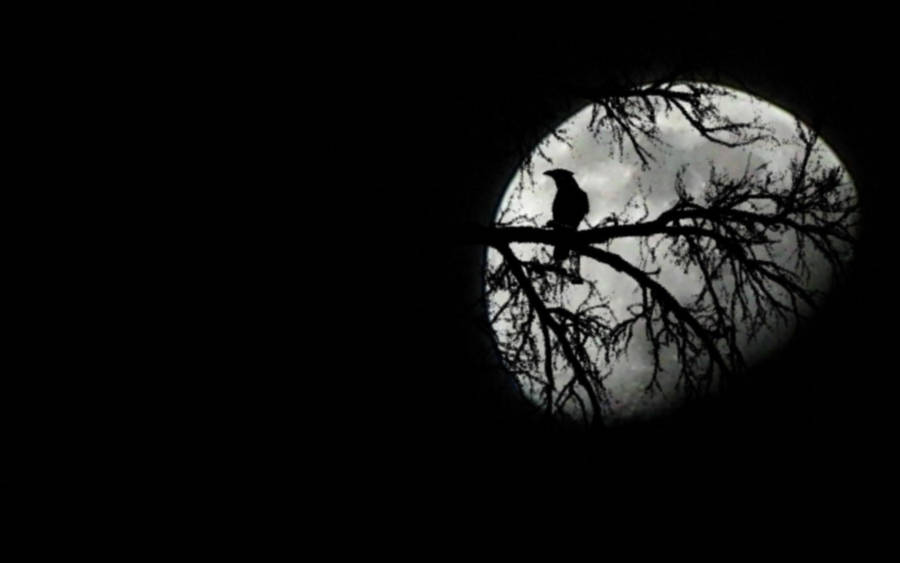 Raven Crossing Moonlit Sky Wallpaper