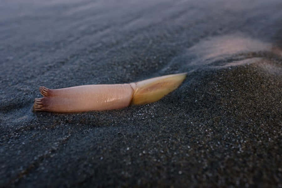 Razor Clam Emerging From Sand Wallpaper