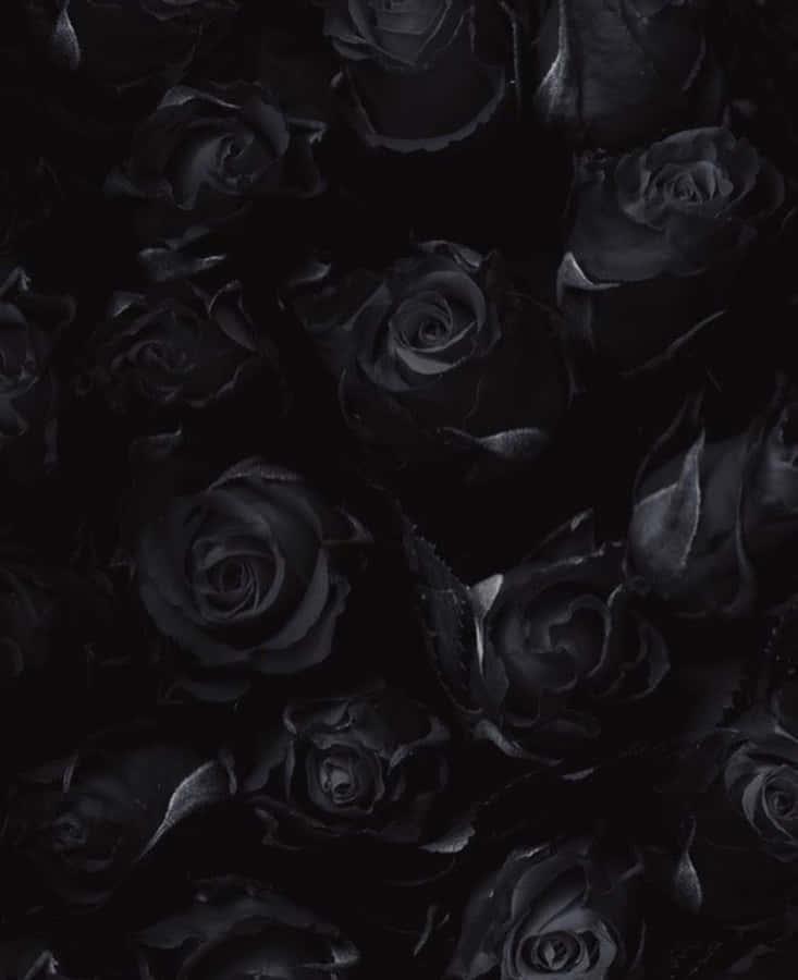 Ready Roses Wallpaper