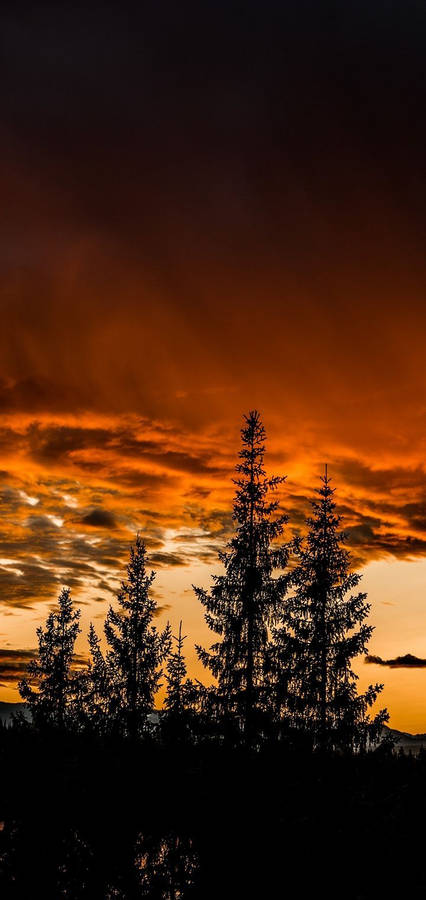 Realme Forest Silhouette Wallpaper