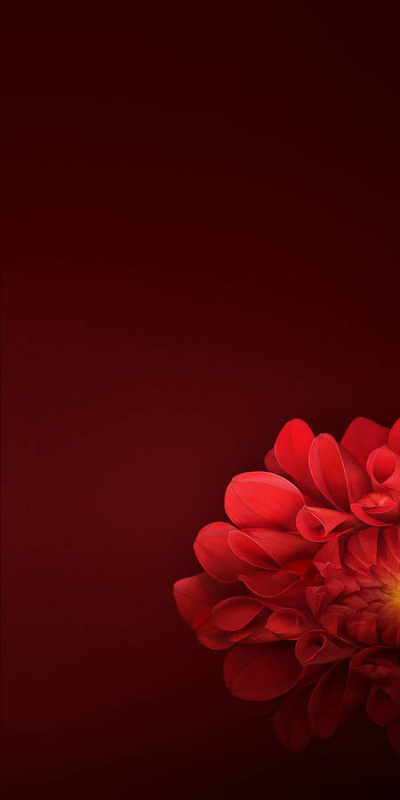 Realme Red Dahlia Wallpaper