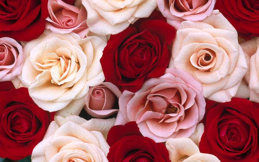 Red And Pink Roses Desktop Wallpaper