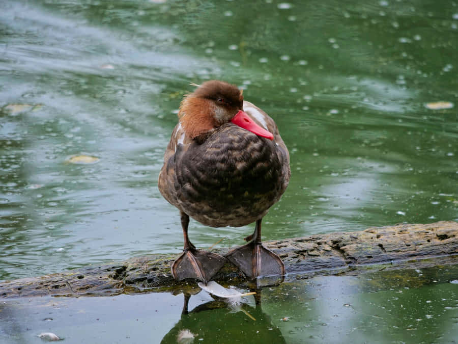 Red Billed Pochardon Log Wallpaper