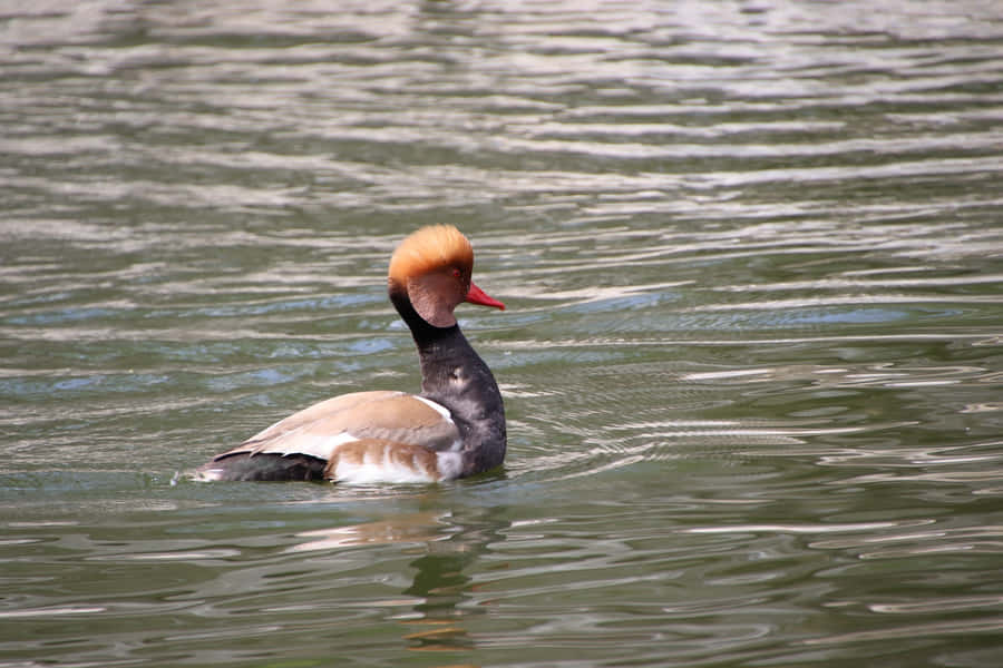 Red Crested Pochardin Water.jpg Wallpaper