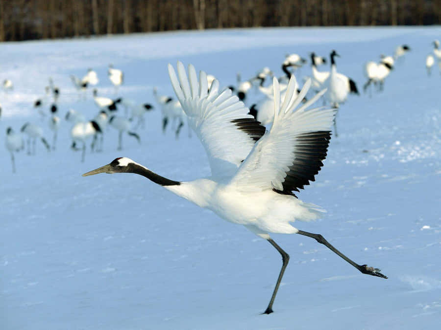Red Crowned Crane In Snowy Field.jpg Wallpaper