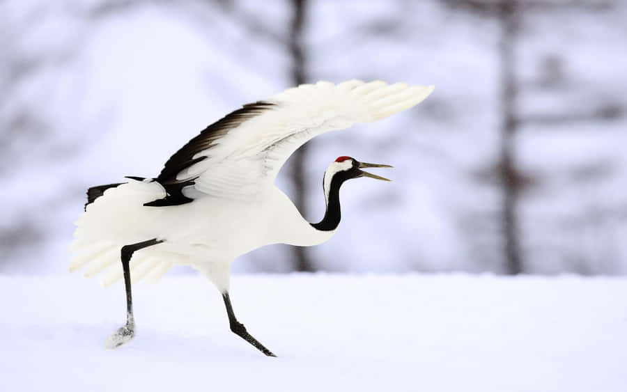 Red Crowned Cranein Snow Wallpaper