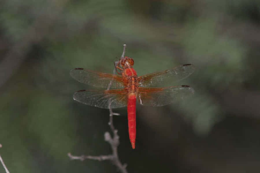 Red Dragonfly Perching On A Branch Wallpaper