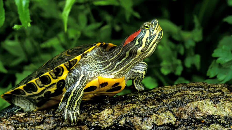 Red Eared Slider Terrapinon Log Wallpaper