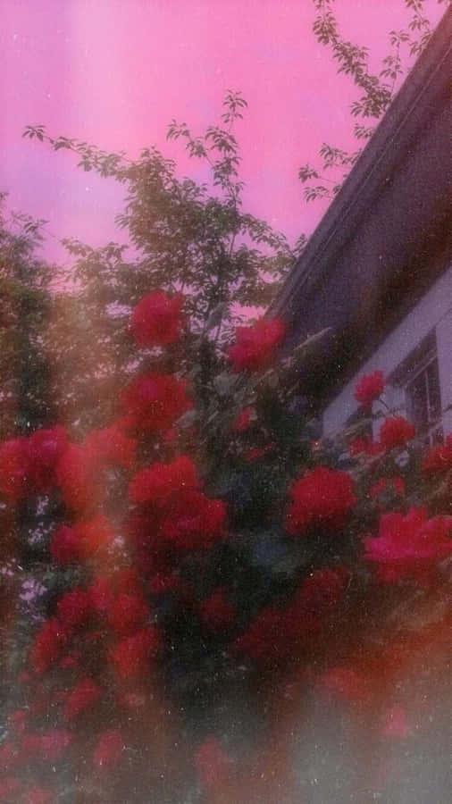 Red Flowers Aesthetic Tumblr Wallpaper
