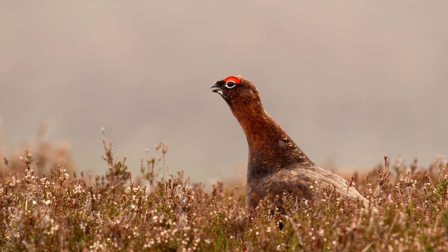 Red Grousein Heather.jpg Wallpaper