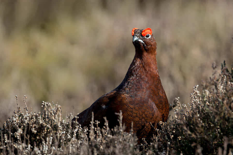 Red Grousein Heather.jpg Wallpaper
