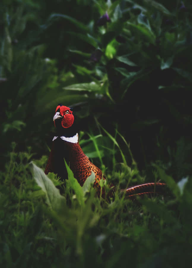 Red Headed Pheasantin Greenery.jpg Wallpaper