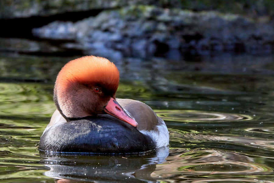 Red Headed Pochard Duck Swimming Wallpaper