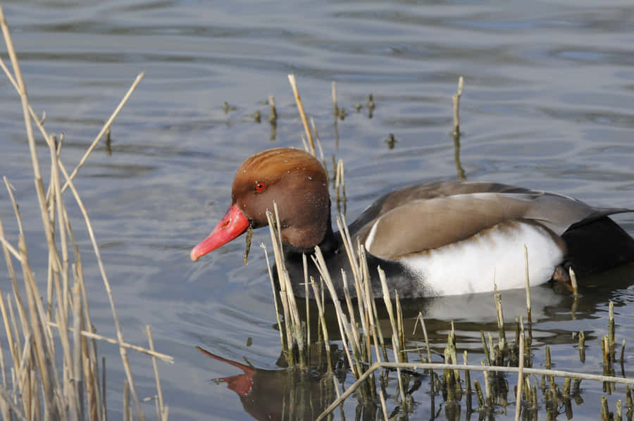 Red Headed Pochard Duckin Water Wallpaper