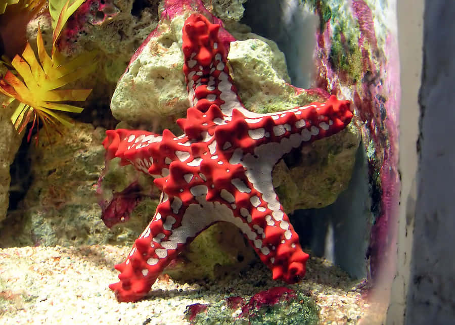 Red Knobbed Starfish Aquarium Scene Wallpaper